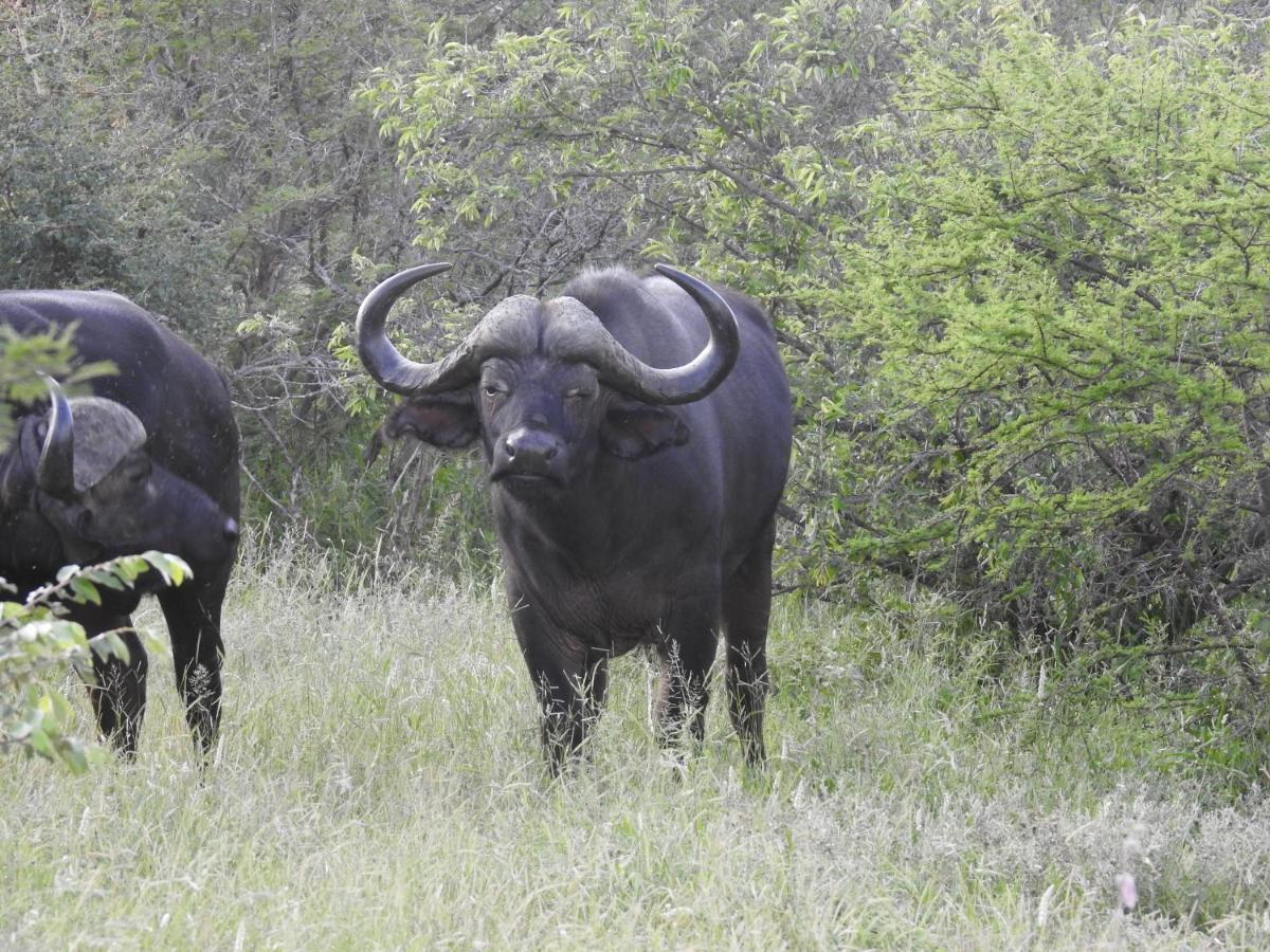 African Dream Tour Hoedspruit Bagian luar foto