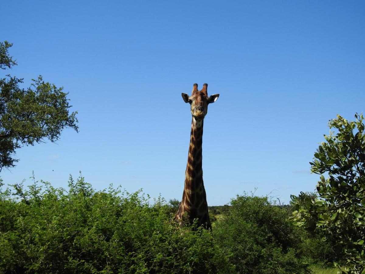 African Dream Tour Hoedspruit Bagian luar foto