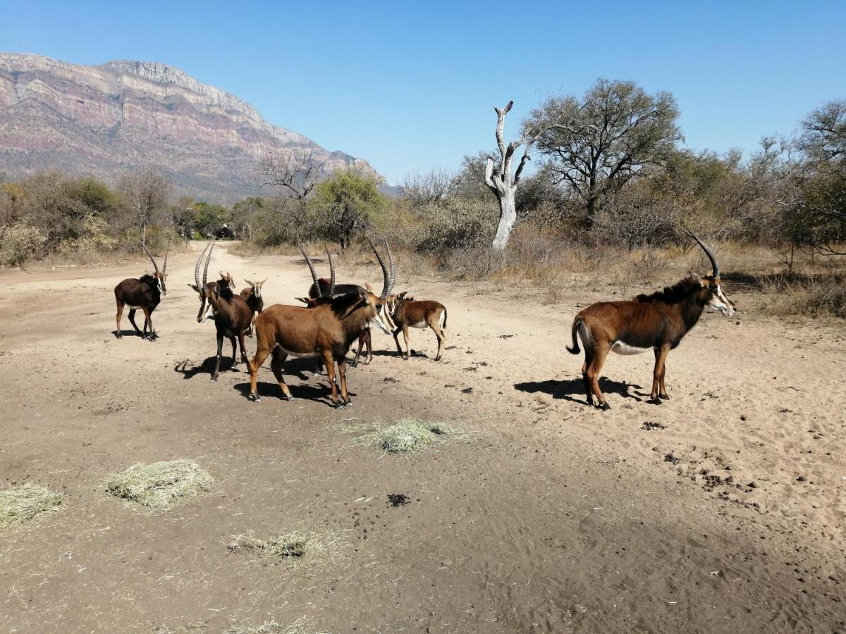 African Dream Tour Hoedspruit Bagian luar foto
