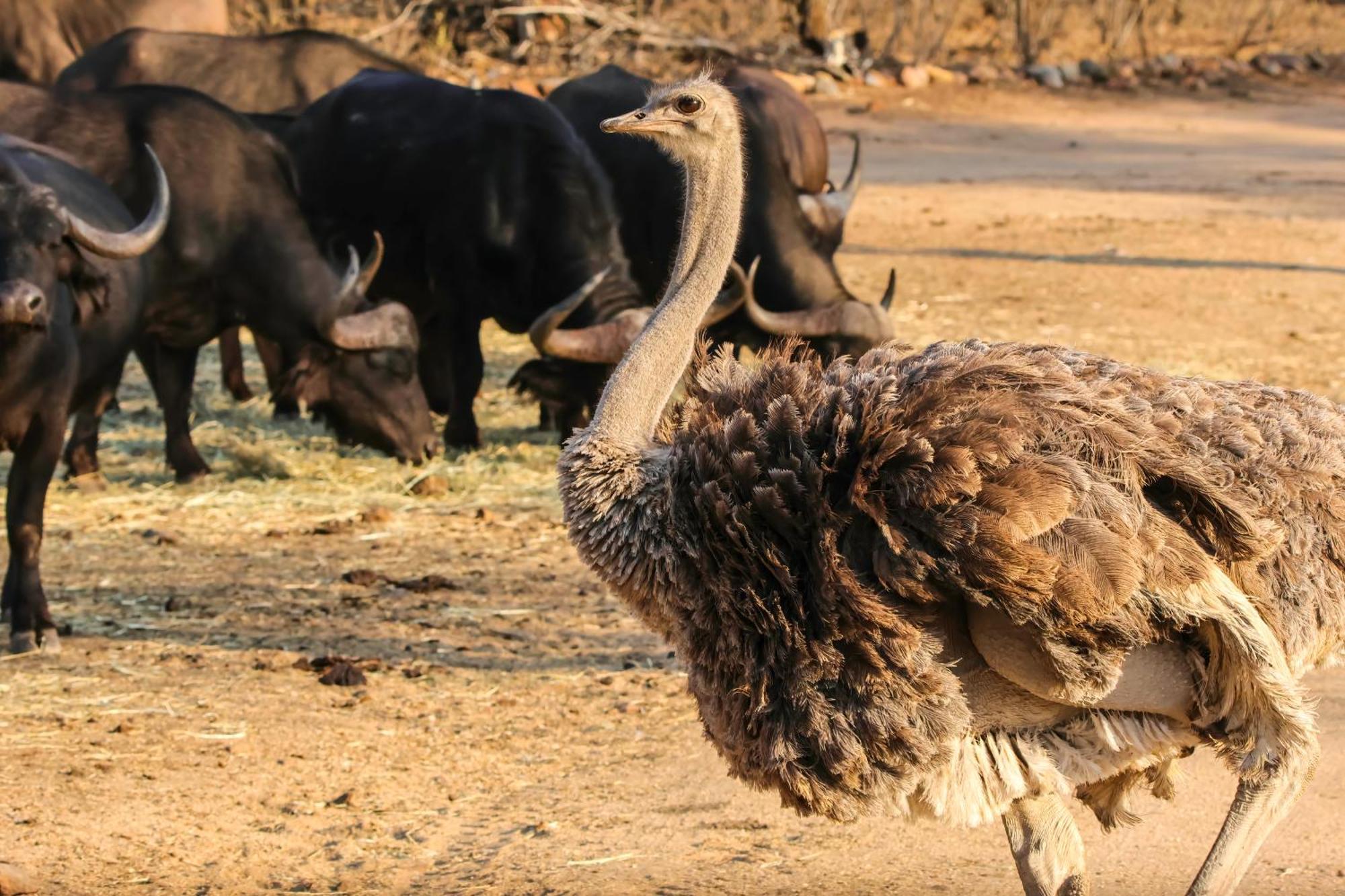 African Dream Tour Hoedspruit Bagian luar foto